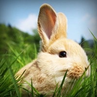 /album/mal-trato-animal/photolia-a03-jpg/