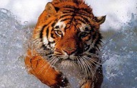 /album/mal-trato-animal/tigres-en-peligro-jpg/